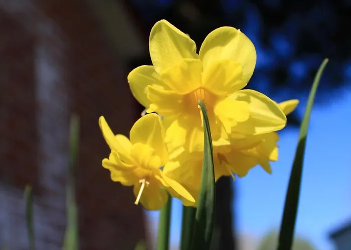Les Insolites Du Brochet מלון דירות